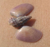 ftkreta031